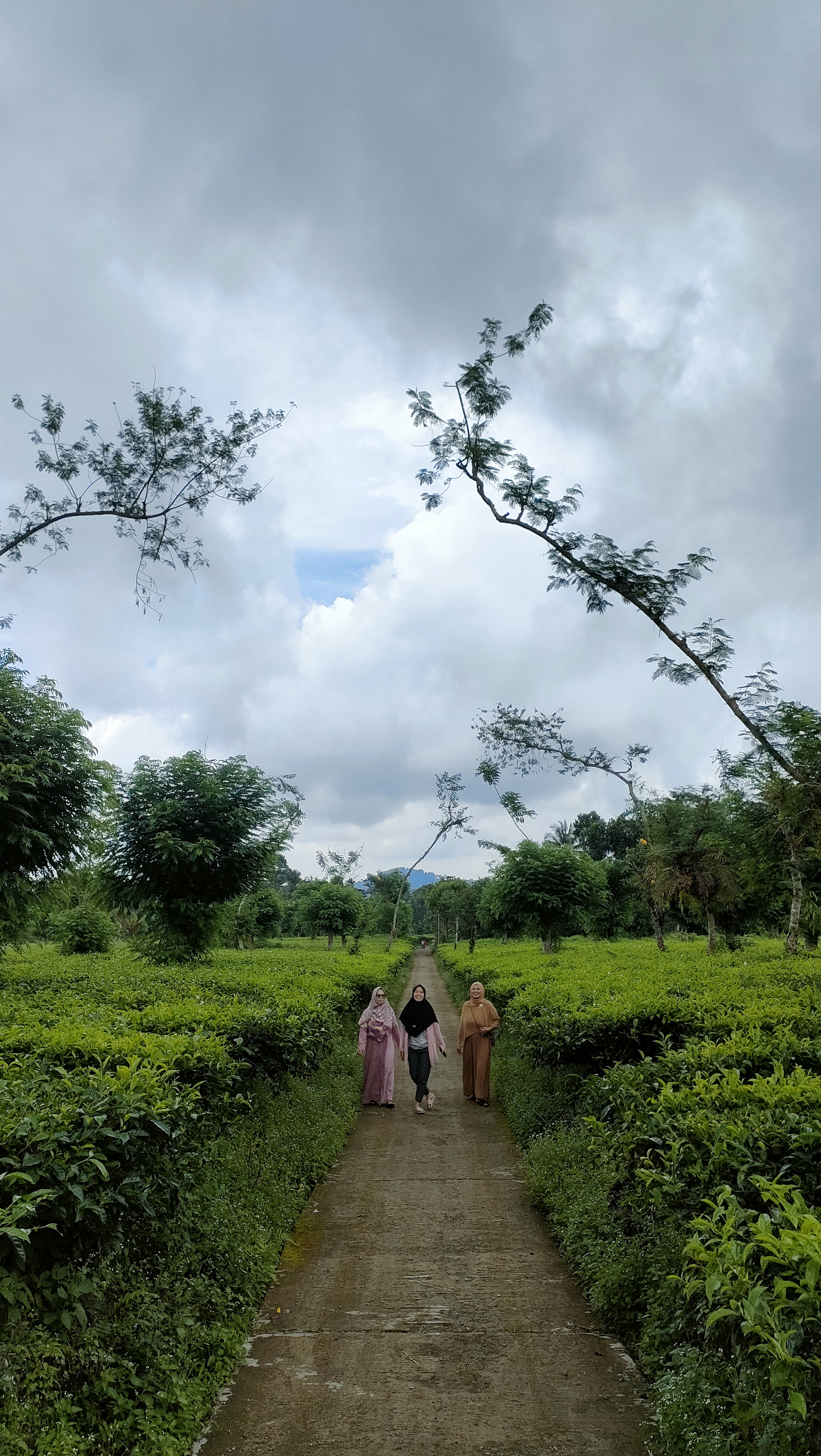Hamparan kebun teh Tretep di Moga Pemalang yang asri